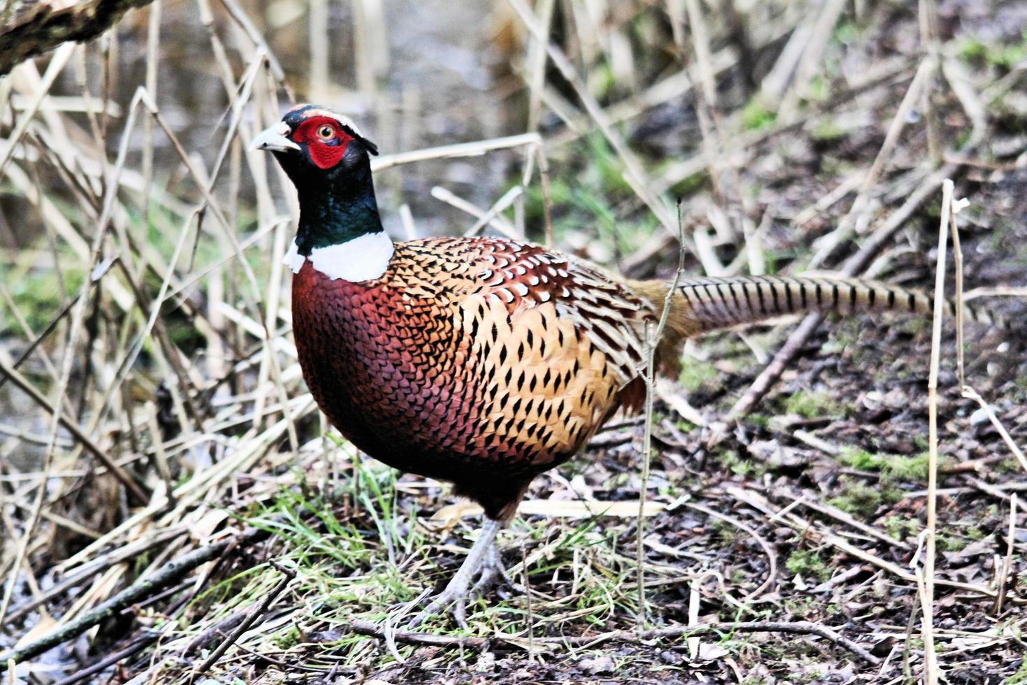 A close up of a Pheasant photo