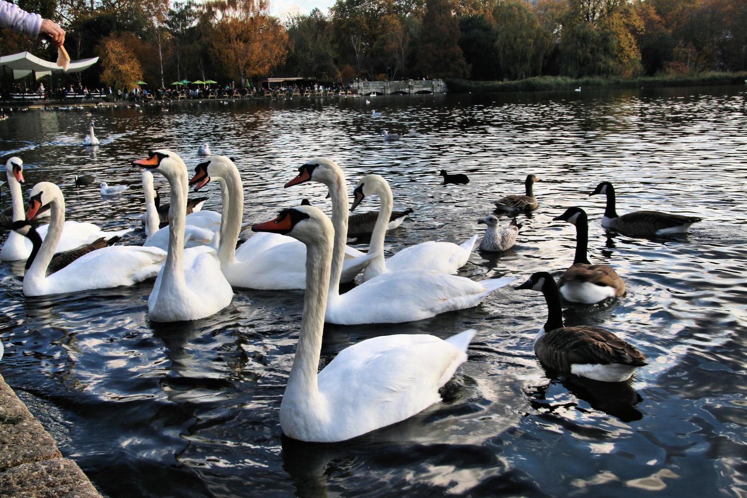 A view of some Swans and Ducks at WWT Martin Mere photo