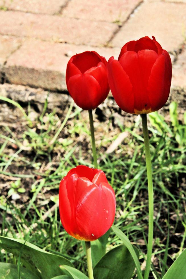 A close up of a Tulip photo