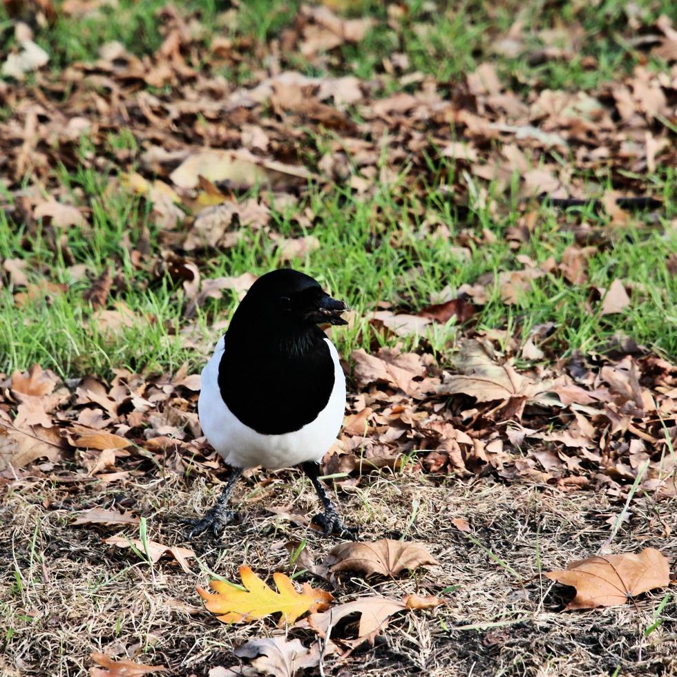 A close up of a Magpie photo