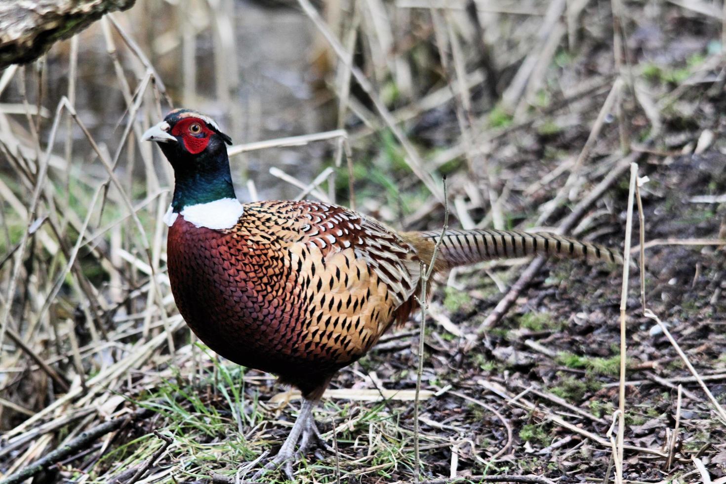 A close up of a Pheasant photo