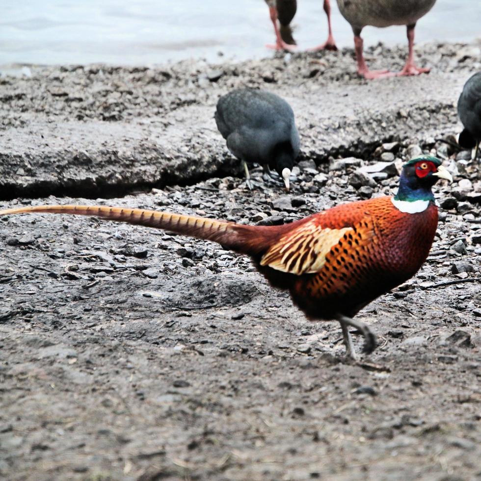 A close up of a Pheasant photo