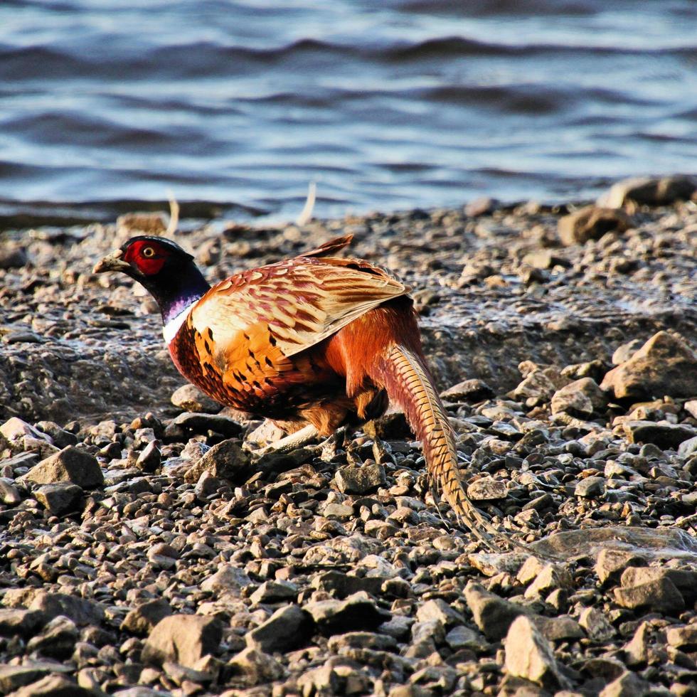 A close up of a Pheasant photo