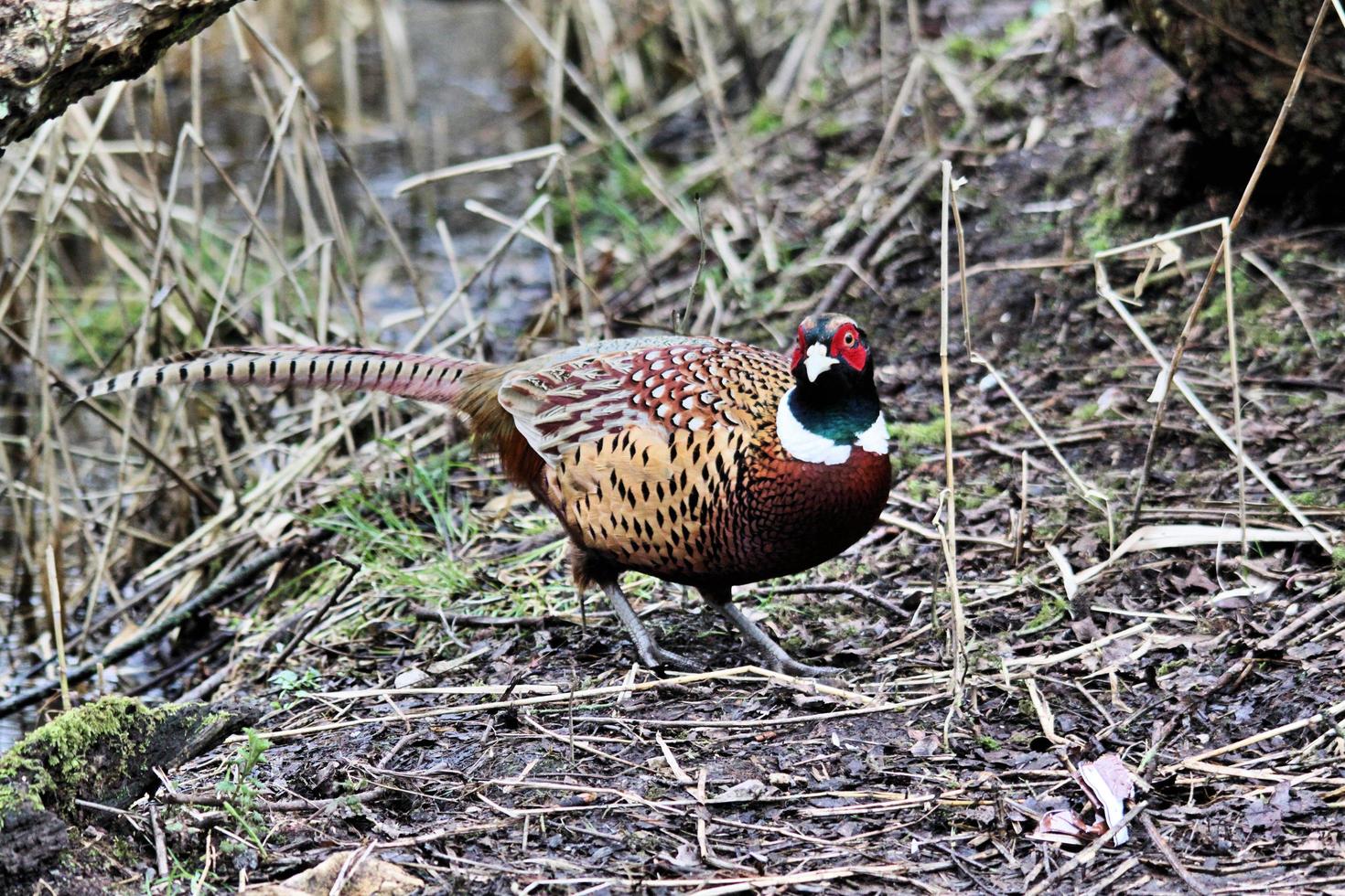 A close up of a Pheasant photo