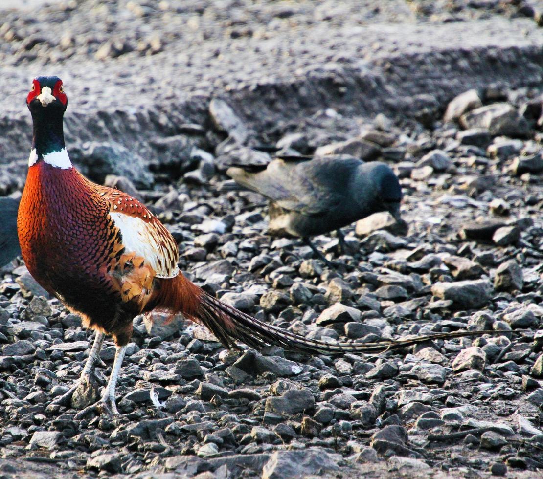 A close up of a Pheasant photo