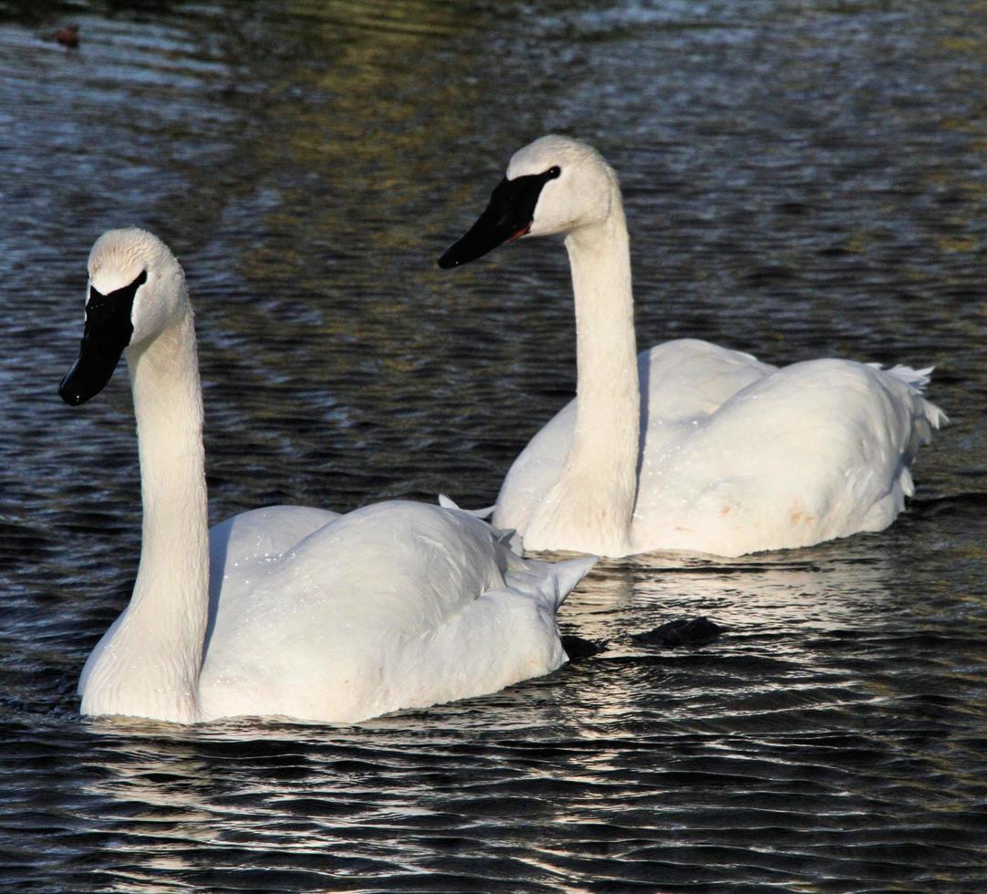 A close up of a Trumpeter Swan on the water photo