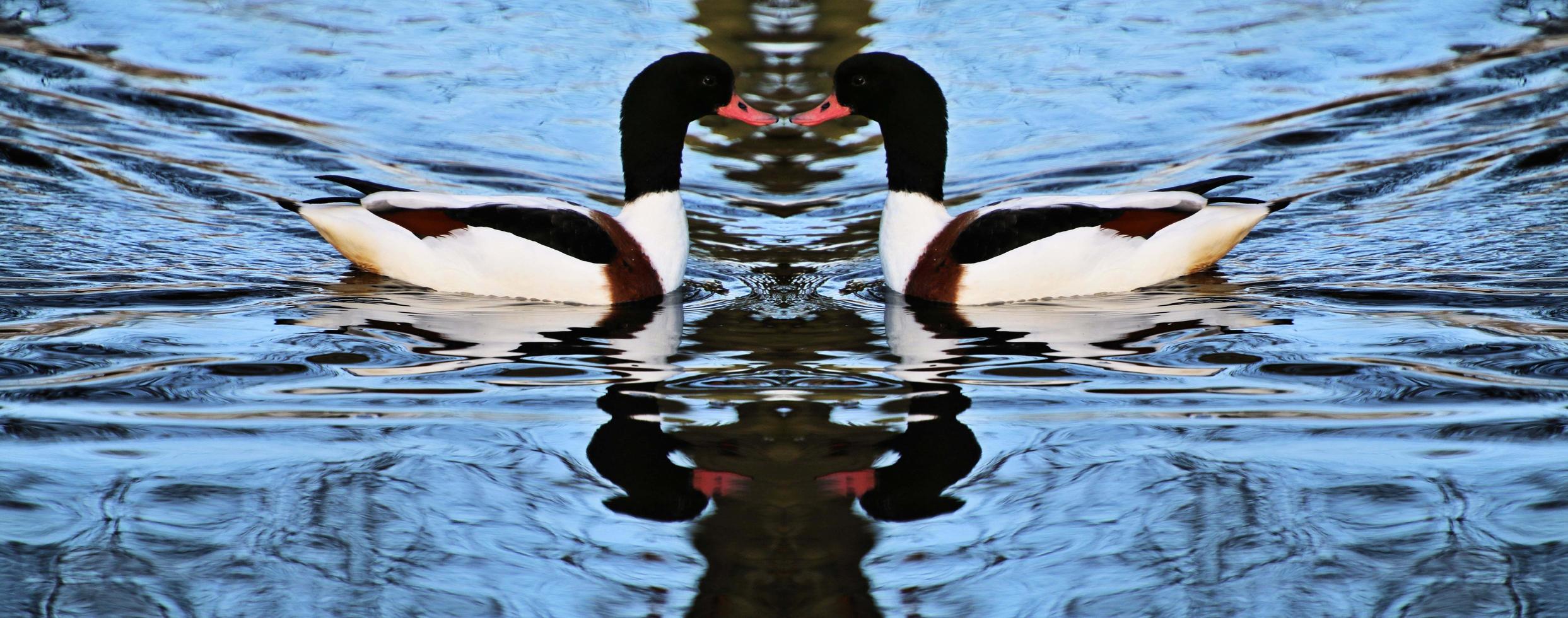 A close up of a Shelduck photo