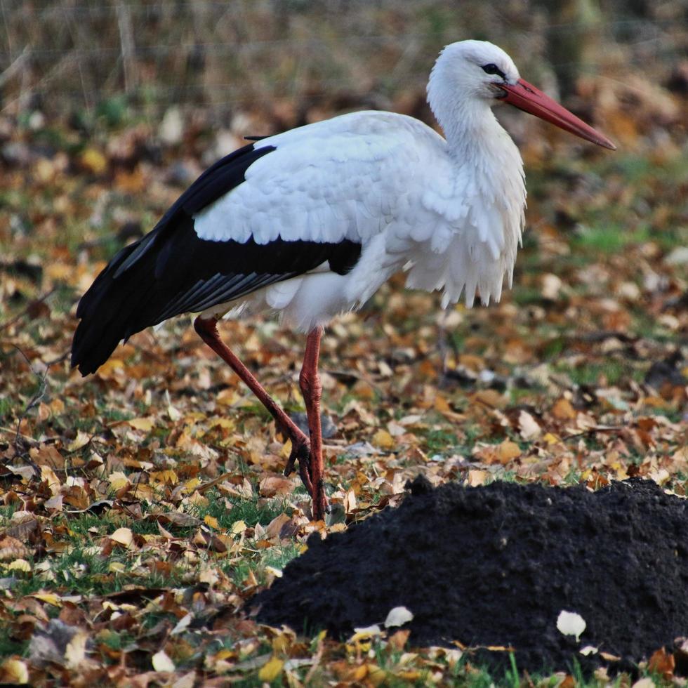 A close up of a White Stork photo