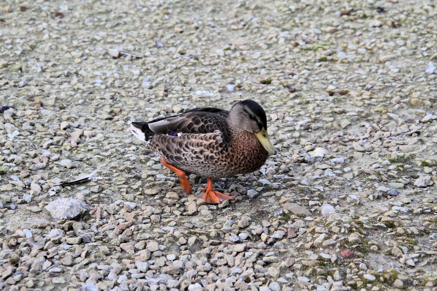 un primer plano de un pato real foto