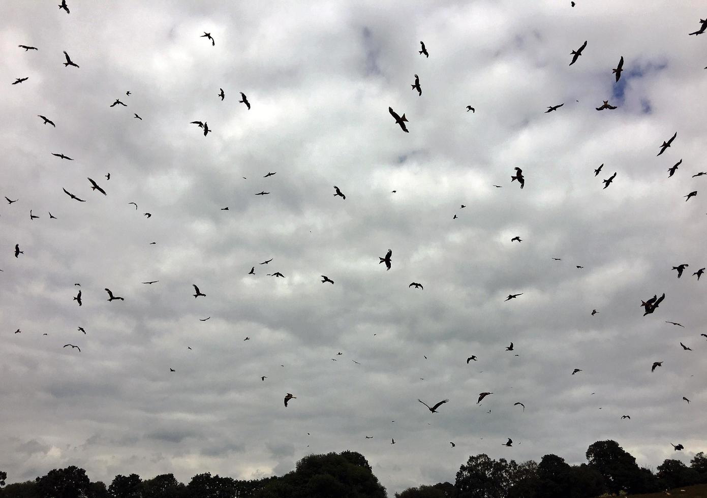 A close up of a Red Kite photo