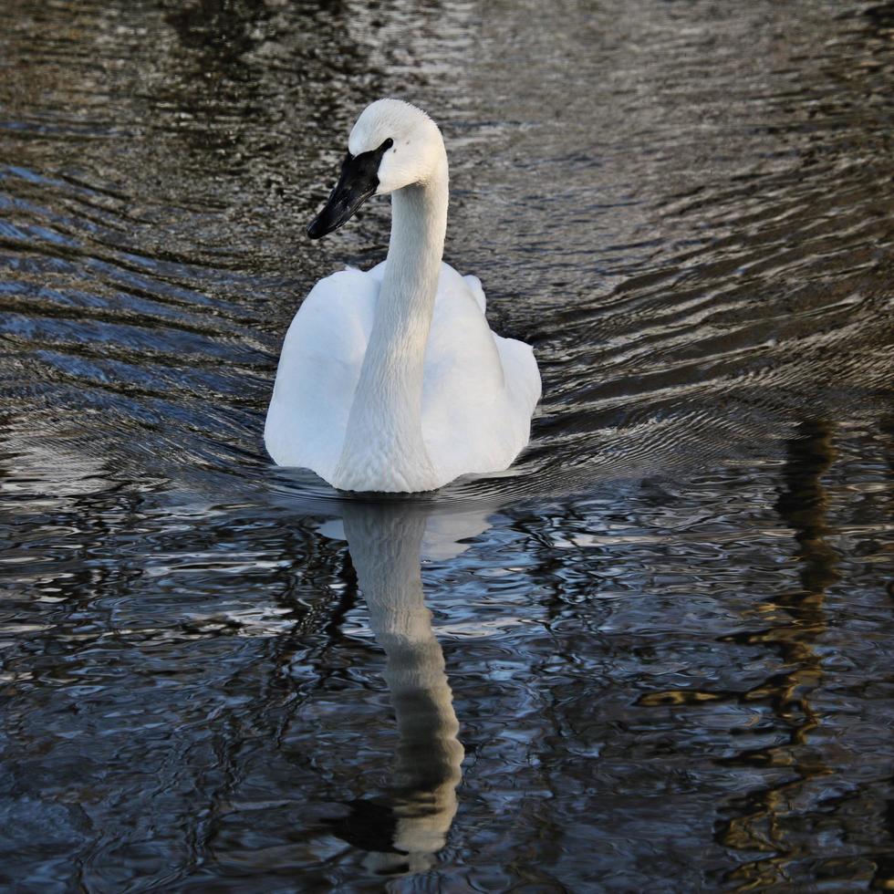 A close up of a Trumpeter Swan on the water photo