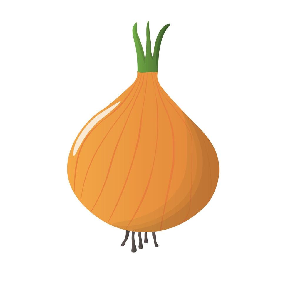 Onion bulb vector illustration icon. Yellow, white vegetable. Isolated.