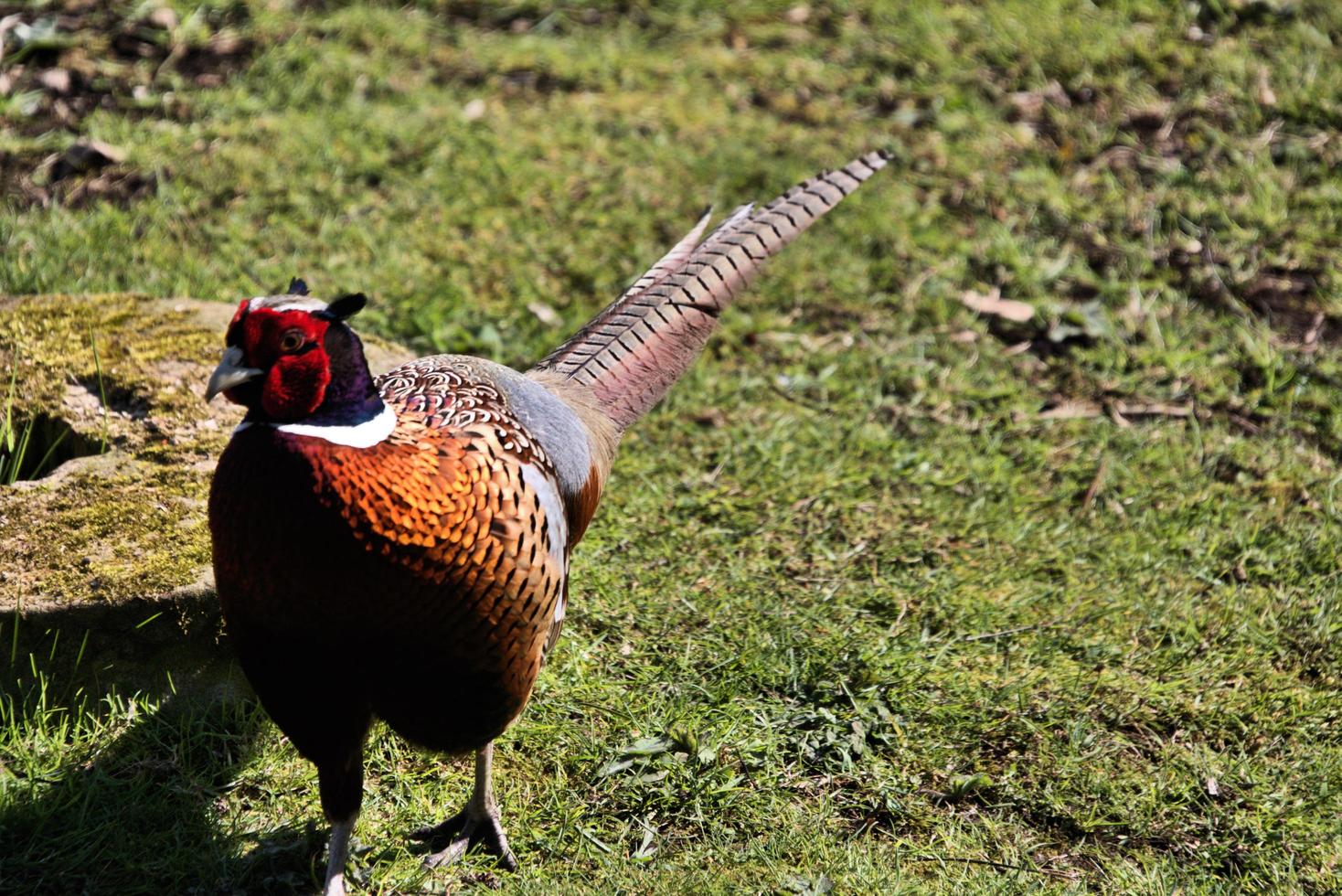 A close up of a Pheasant photo