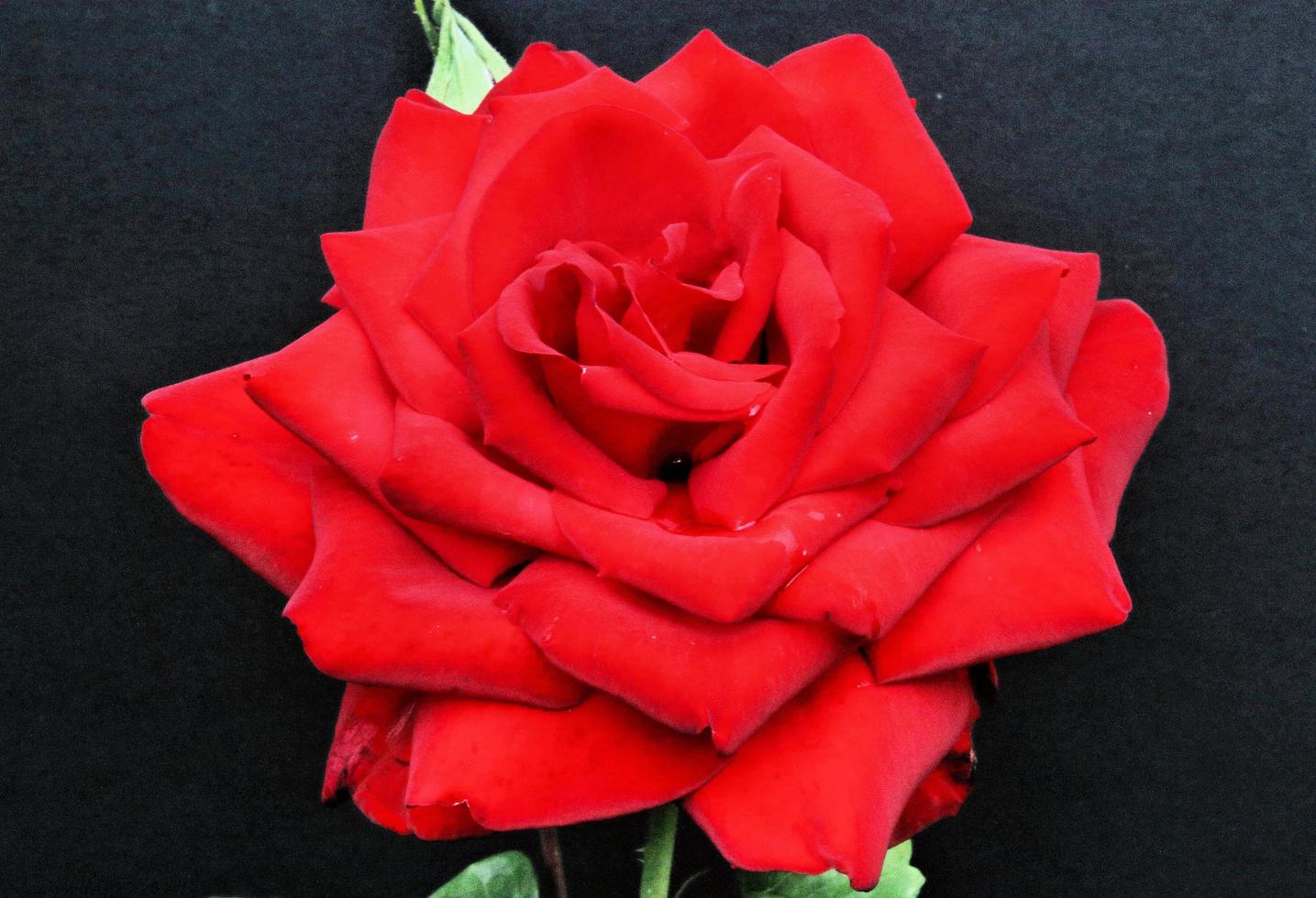 A close up of a Red Rose photo