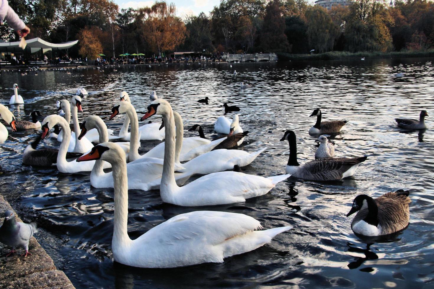 A view of some Swans and Ducks at WWT Martin Mere photo