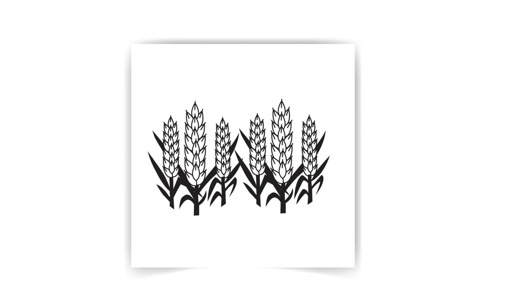 Rice Oryza sativa, Asian rice. Set of vector illustrations of rice panicles isolated on black and white background