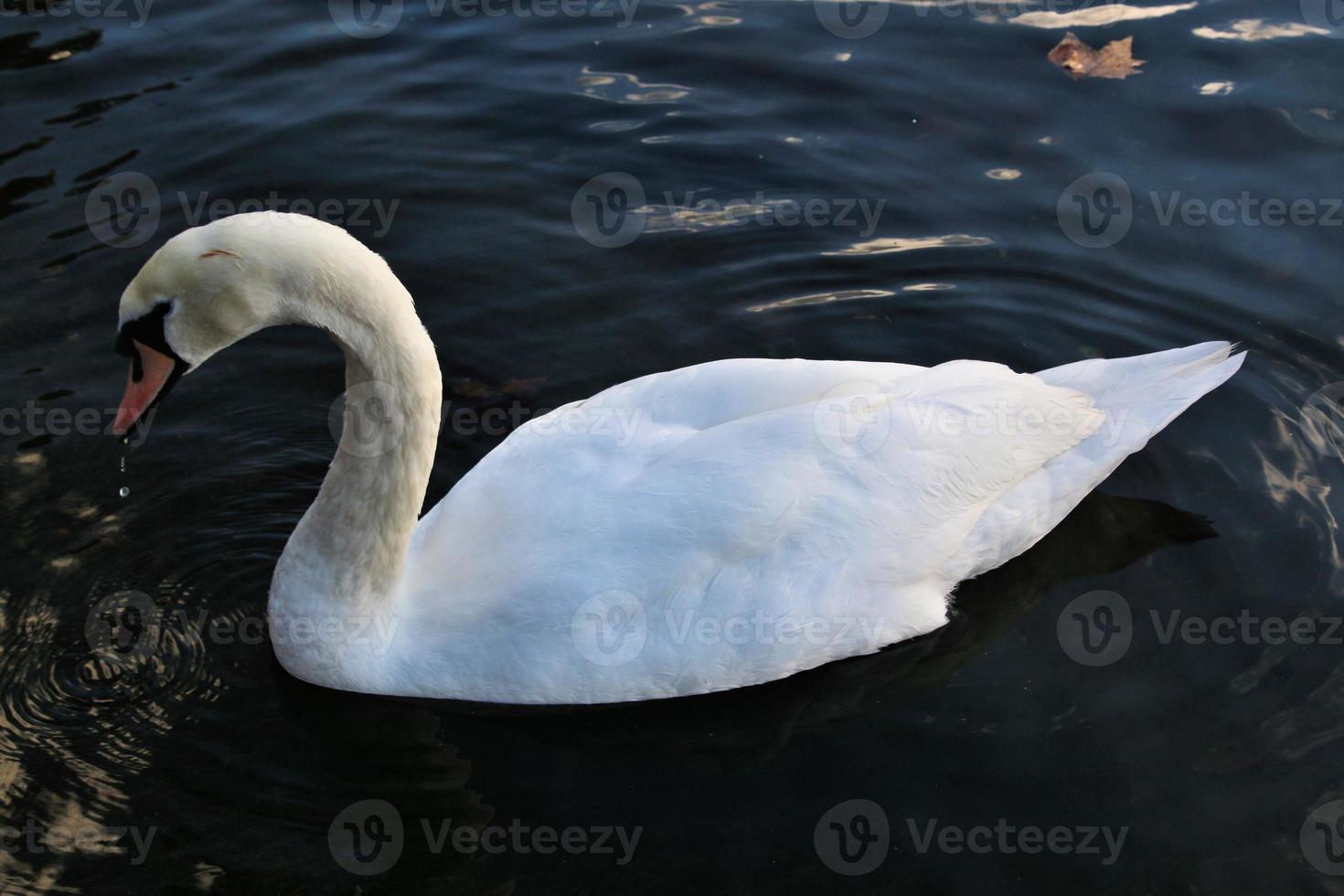 A close up of a Mute Swan photo