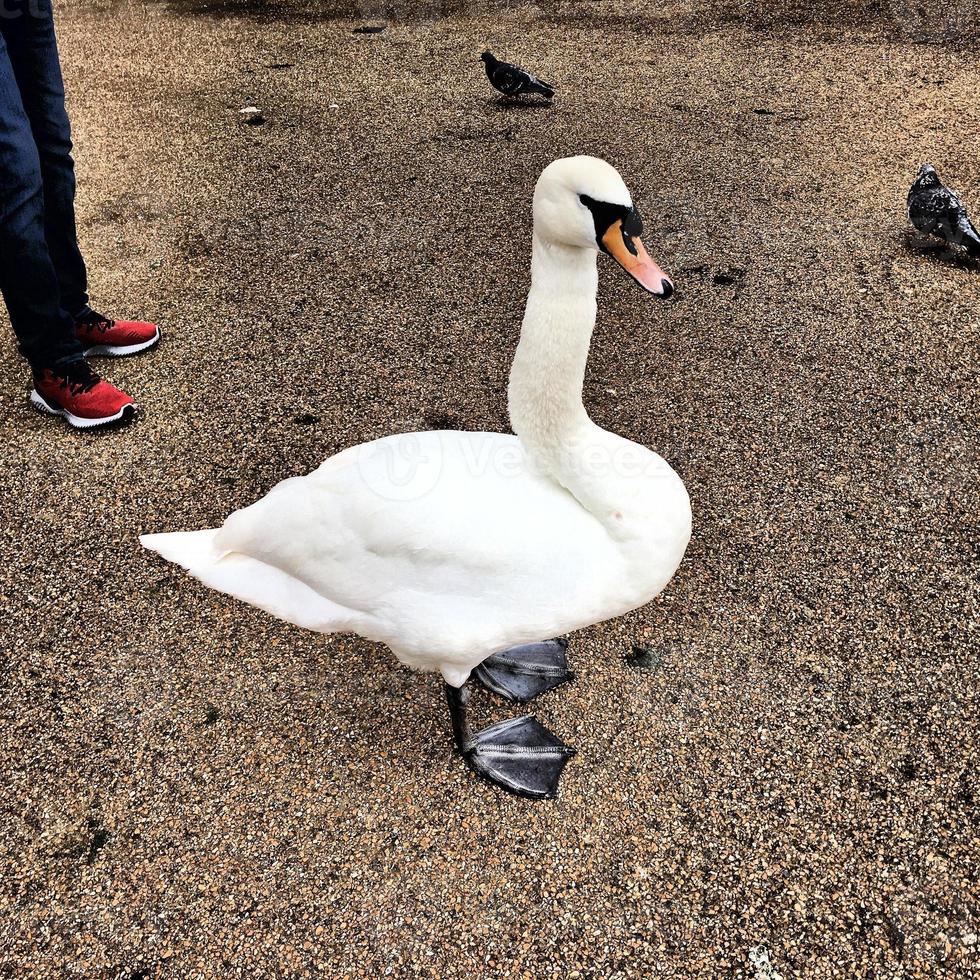 A close up of a Mute Swan photo