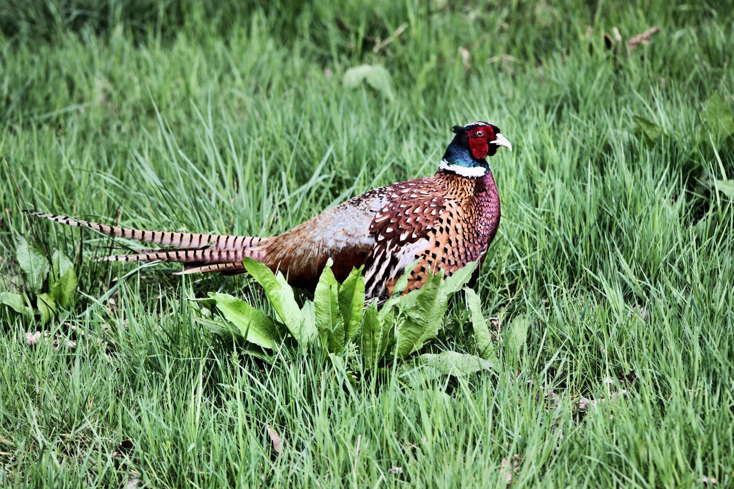 A close up of a Pheasant photo