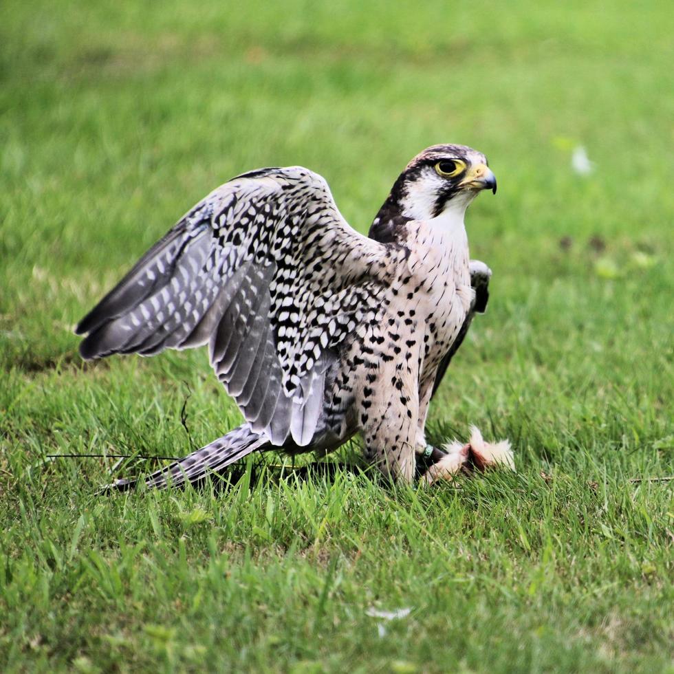 A close up of a Lanner Falcon photo