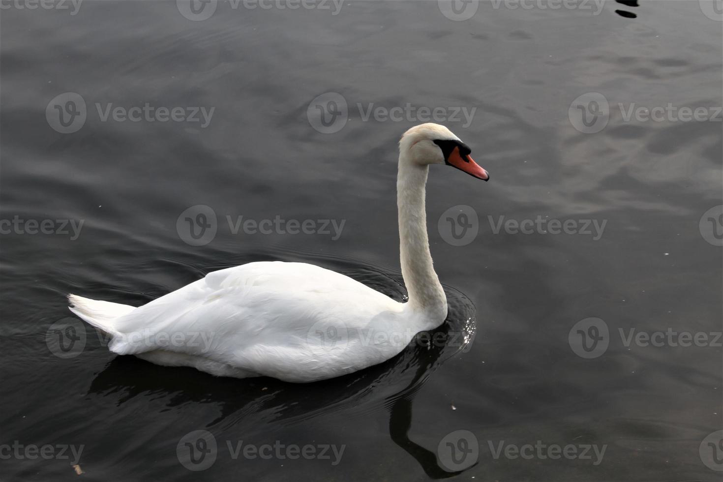 una vista de un cisne mudo foto