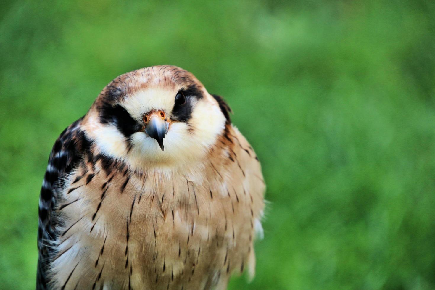 A close up of a Lanner Falcon photo