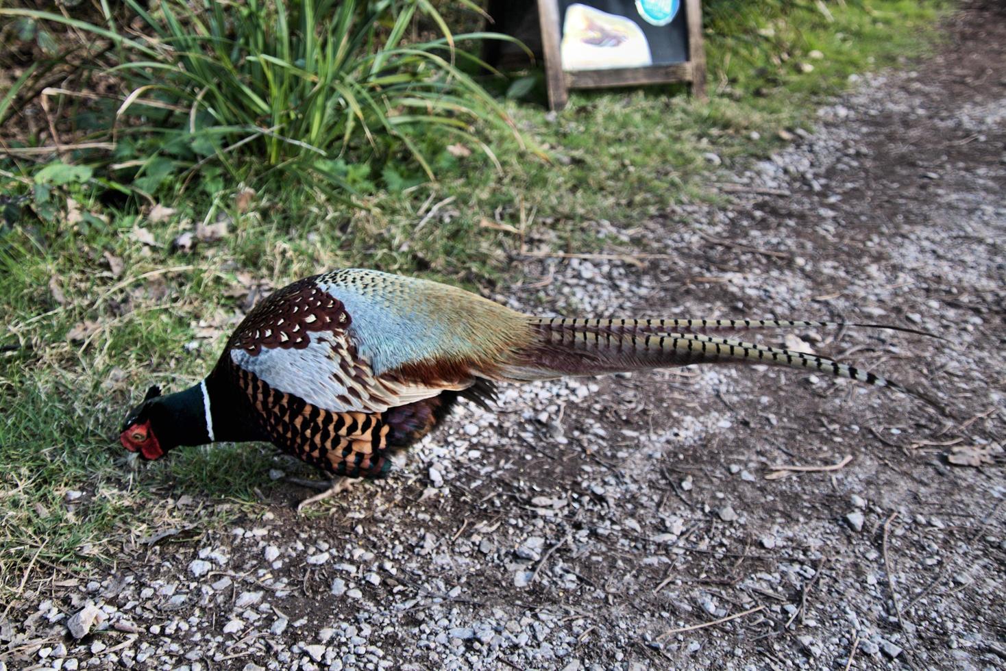 A close up of a Pheasant photo