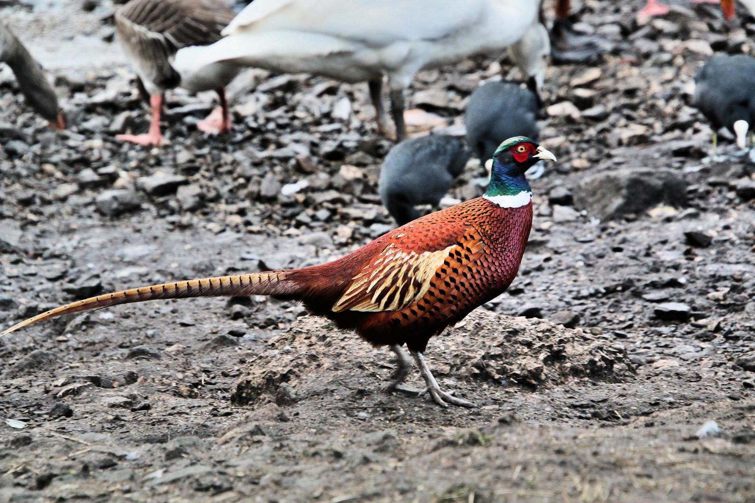 A close up of a Pheasant photo