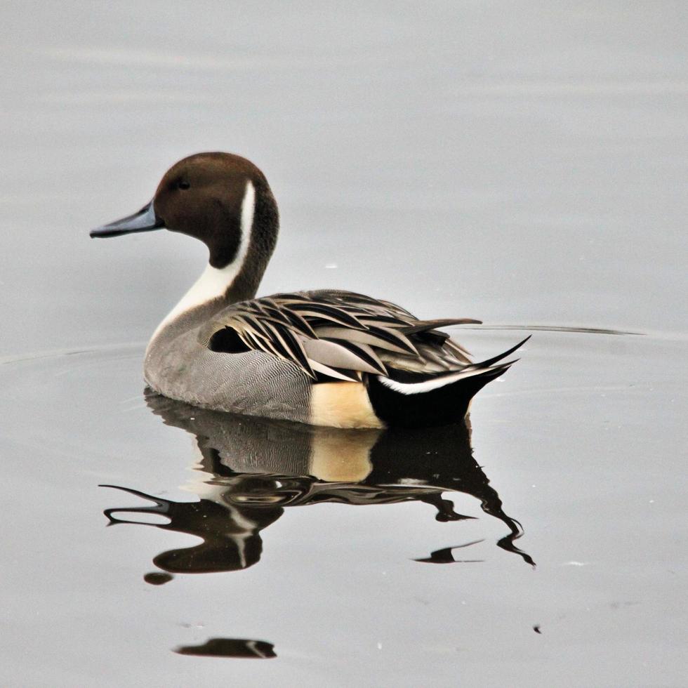 Pintail Duck Stock Photos, Images and Backgrounds for Free Download
