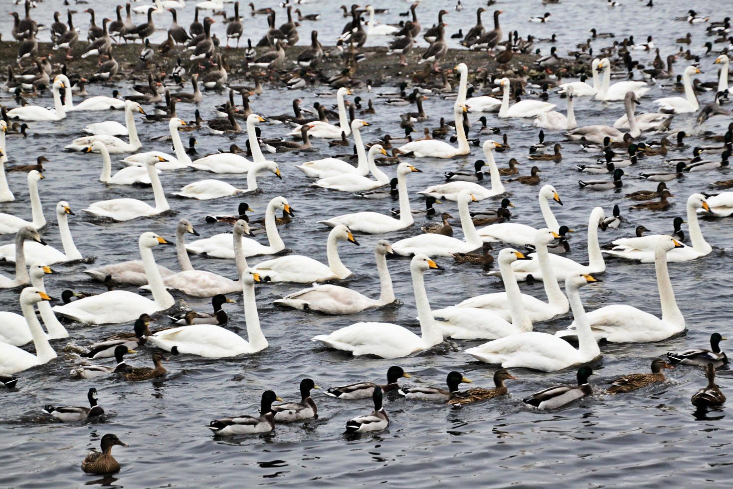 A view of some Swans and Ducks at WWT Martin Mere photo