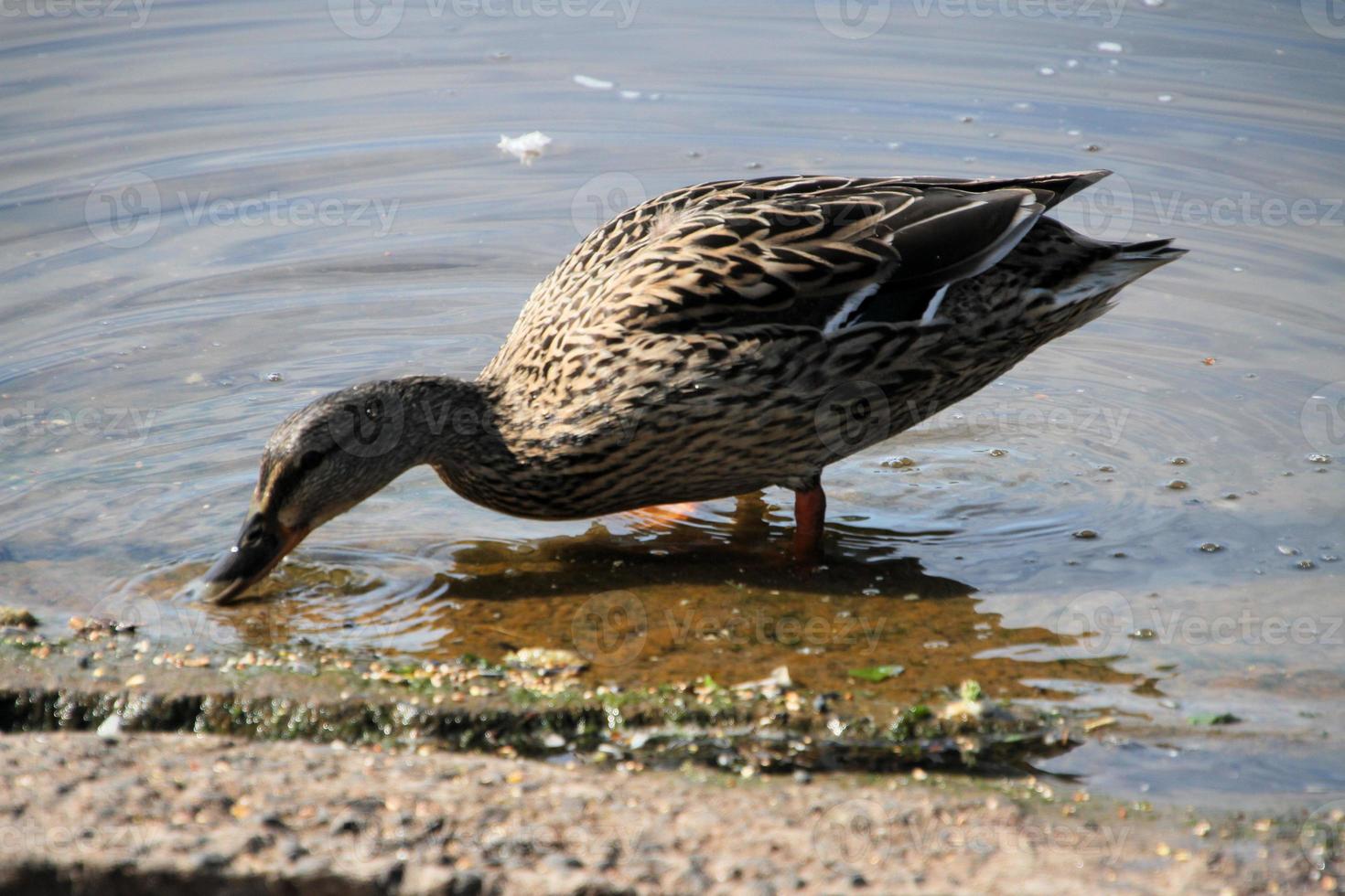 un primer plano de un pato real foto