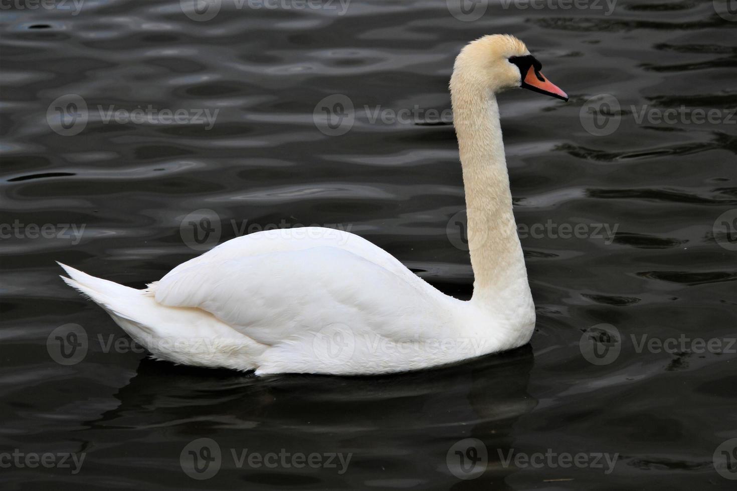 A close up of a Mute Swan photo