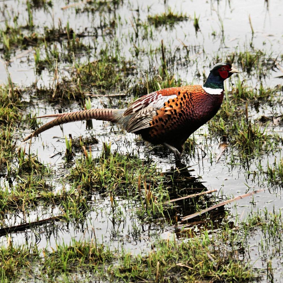 A close up of a Pheasant photo