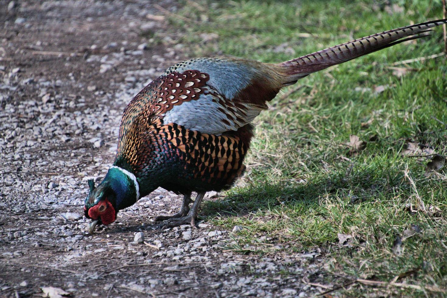 A close up of a Pheasant photo