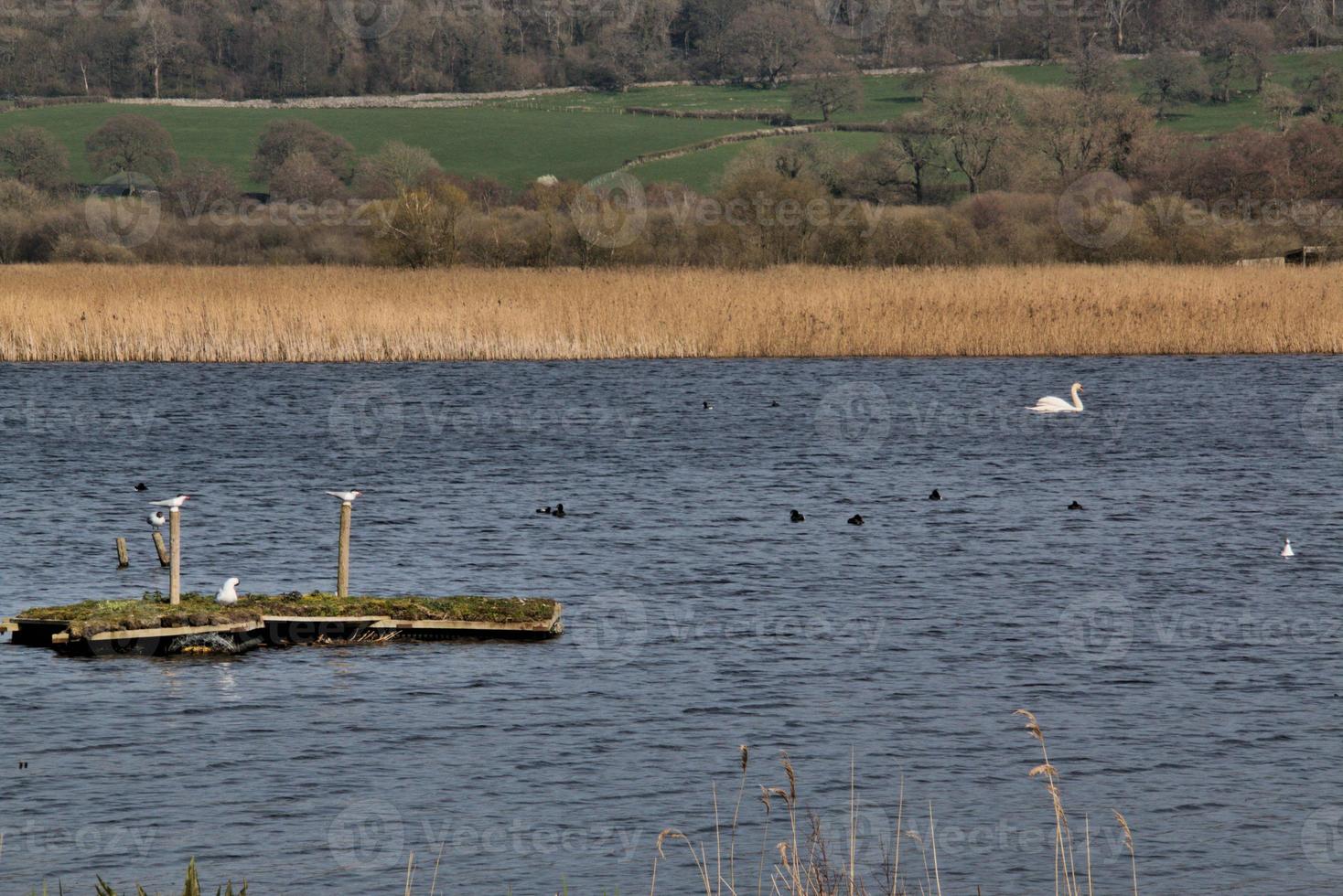 A view of Leighton Moss Nature Reserve in the Lake District photo
