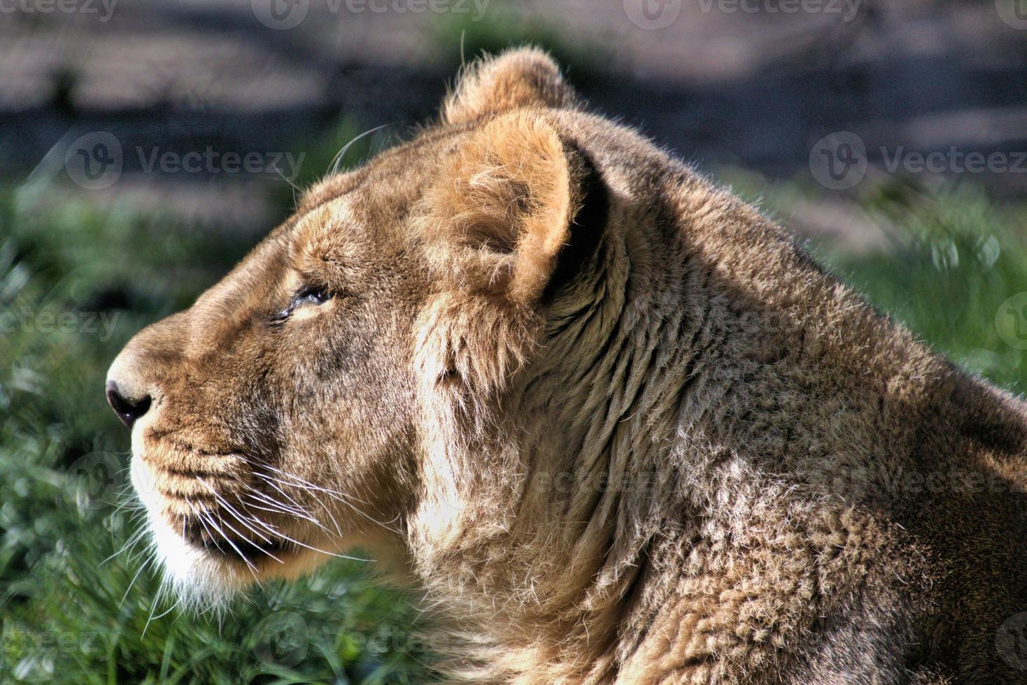 A close up of an African Lion photo