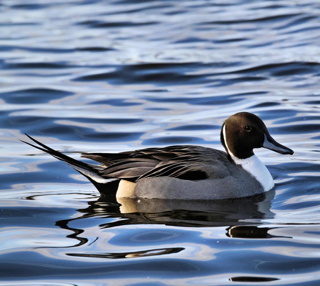 A view of a Pintail Duck 7971741 Stock Photo at Vecteezy