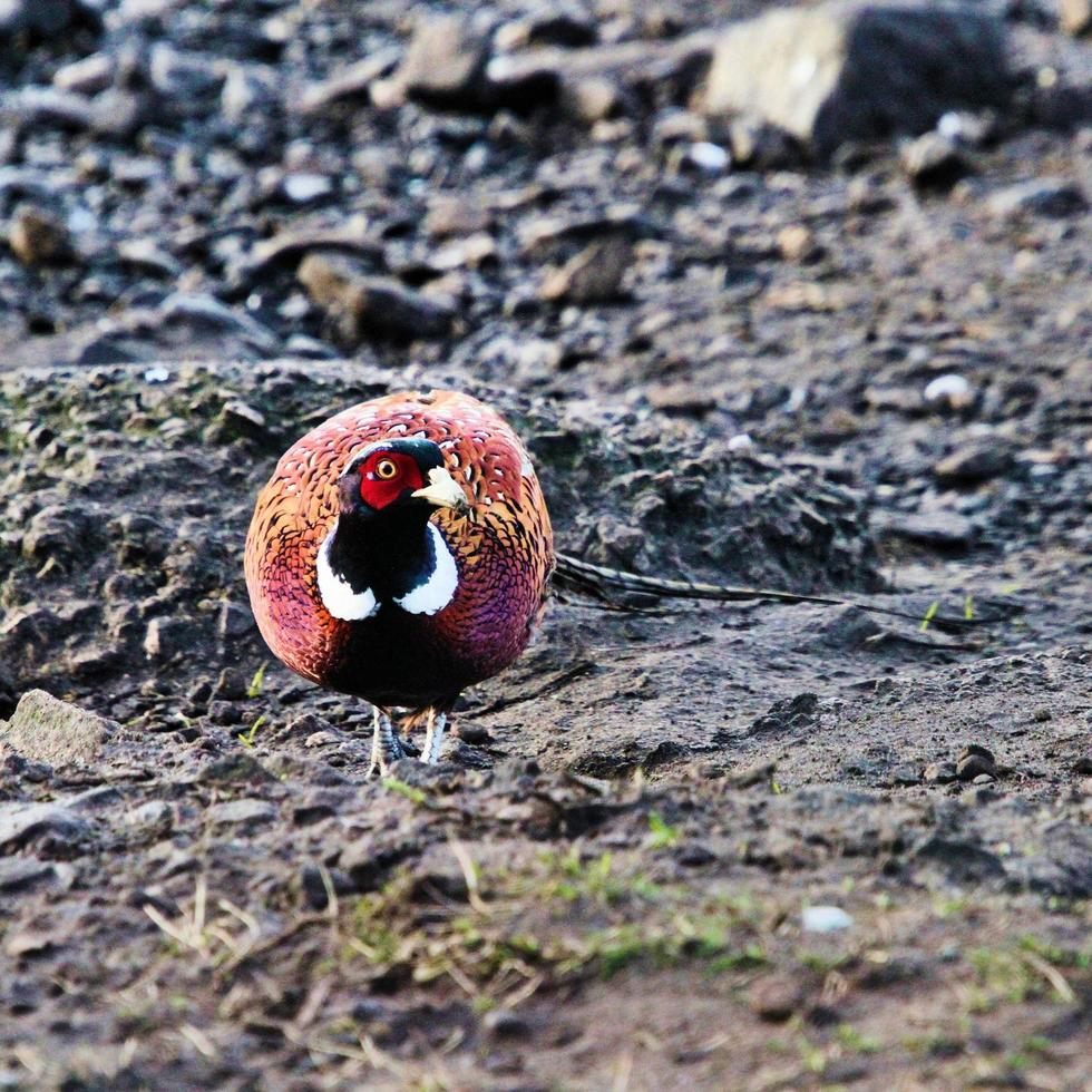 A close up of a Pheasant photo