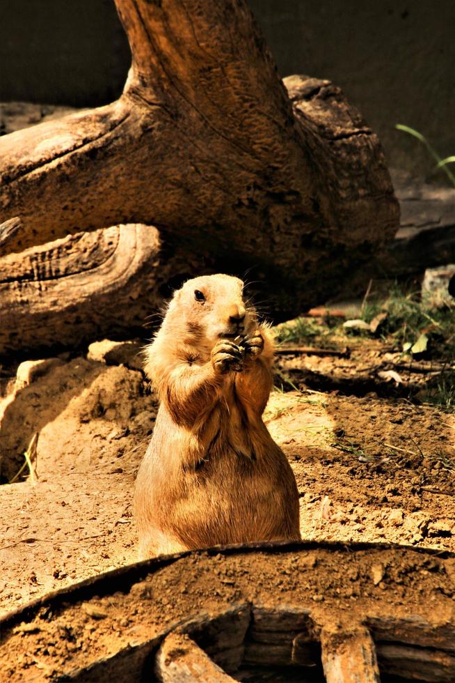 A view of a Prairie Dog photo