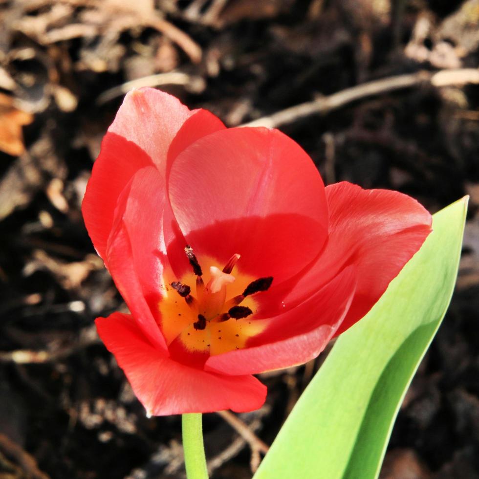 A close up of a Tulip photo