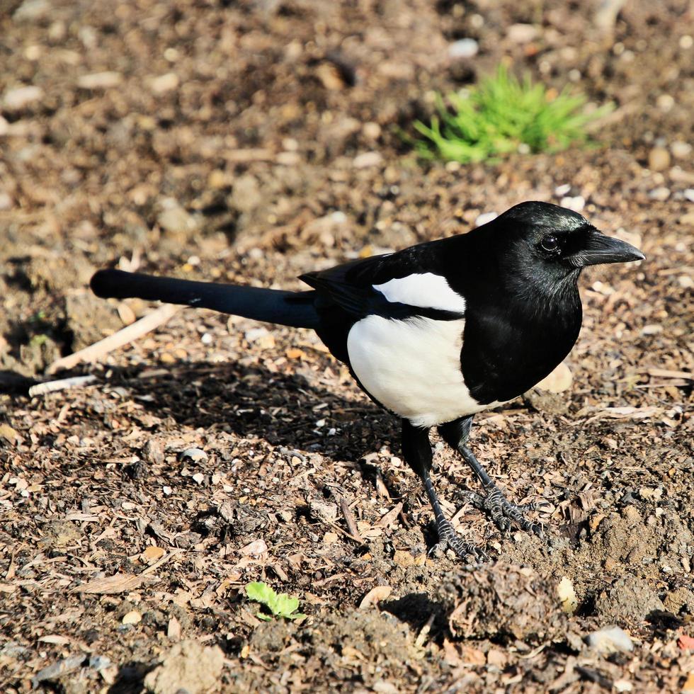 A close up of a Magpie photo
