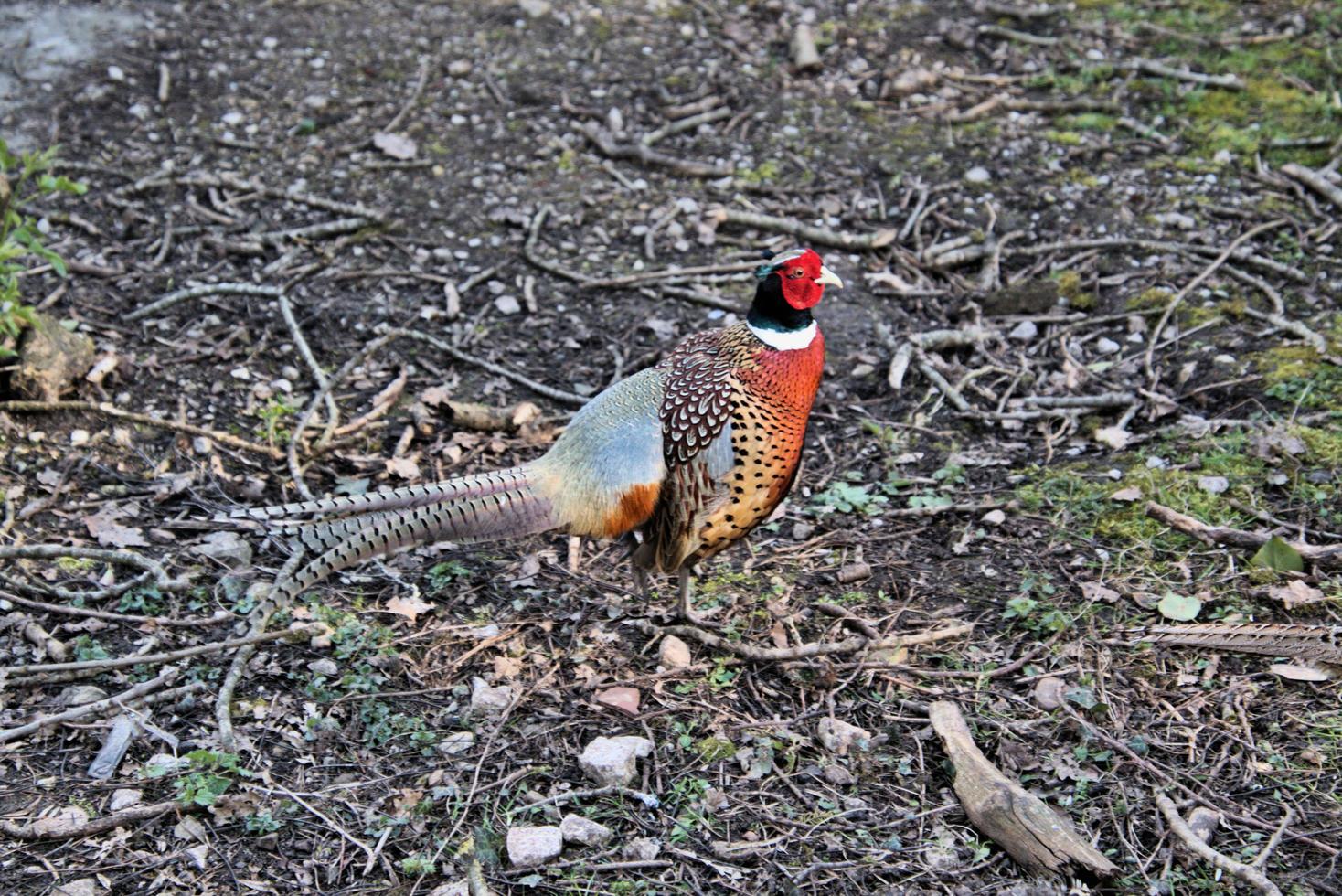 A close up of a Pheasant photo