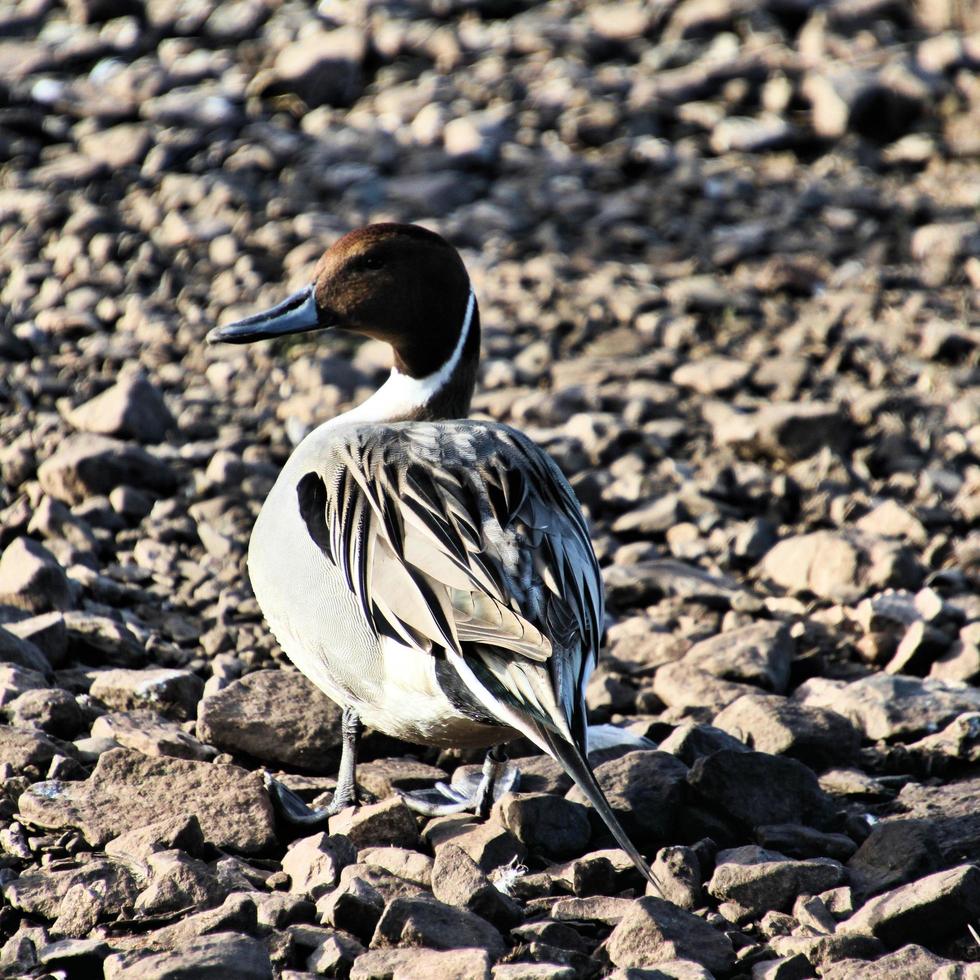 A view of a Pintail Duck 7971852 Stock Photo at Vecteezy