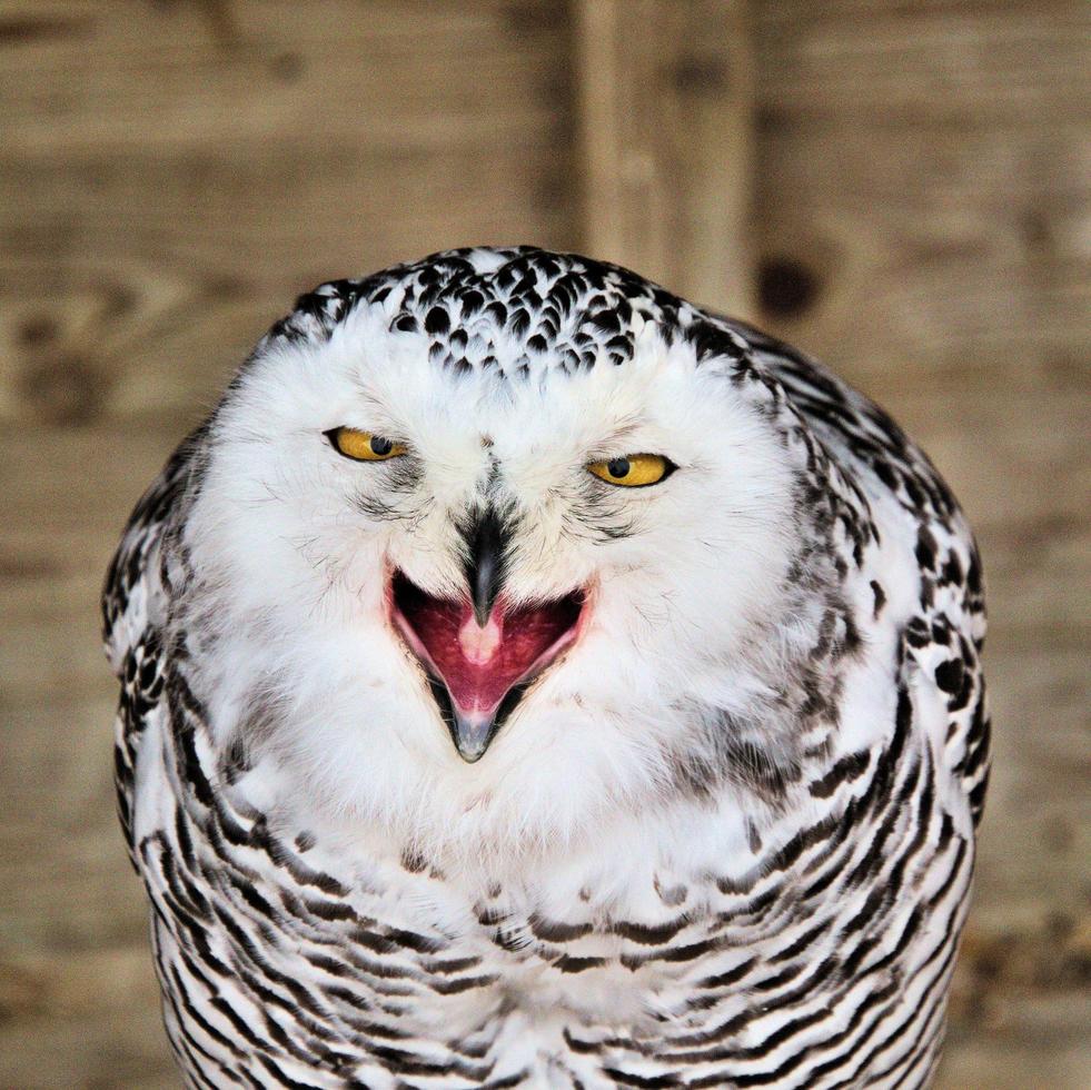 A close up of a Snowy Owl photo