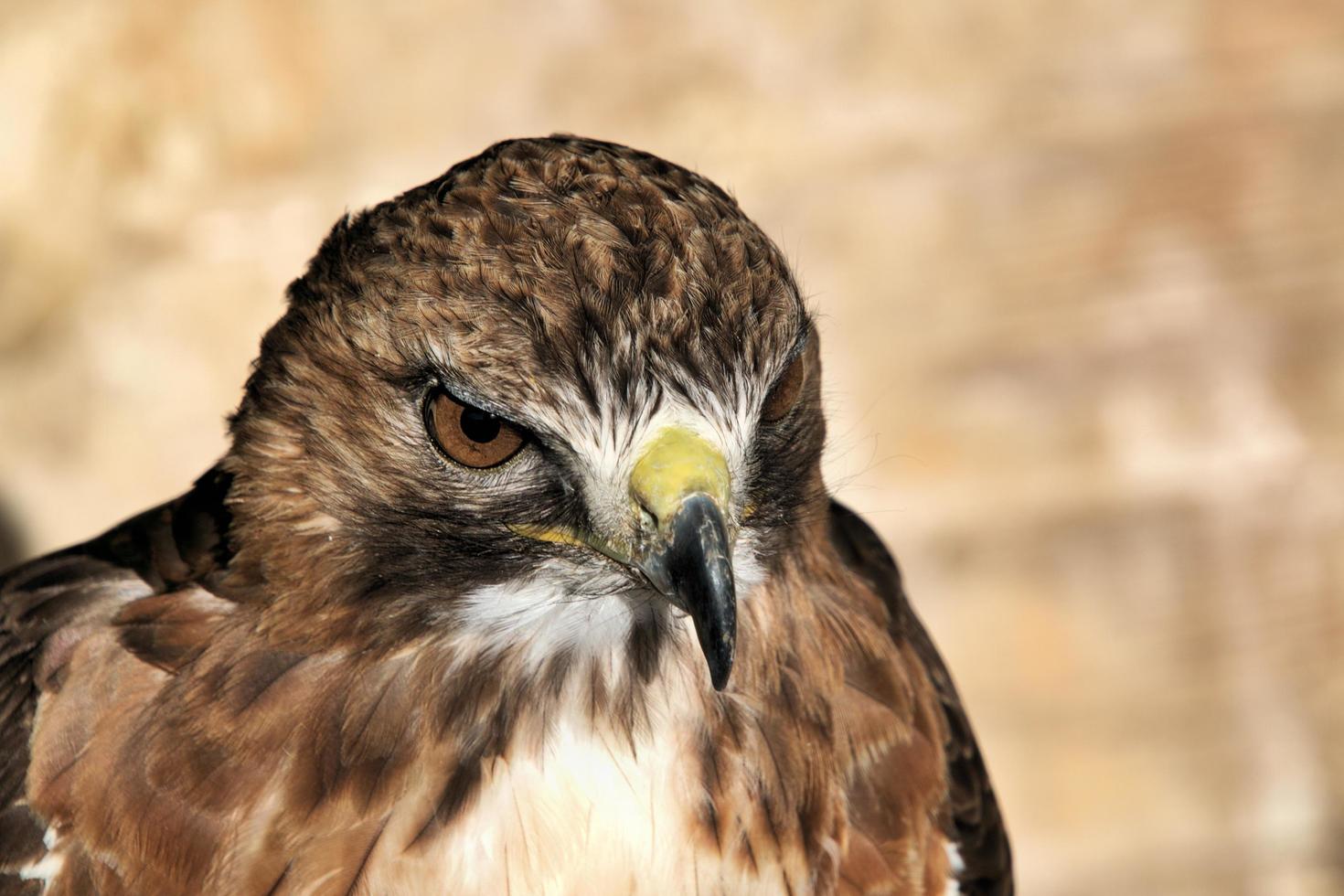 A close up of a Red Tailed Buzzard photo