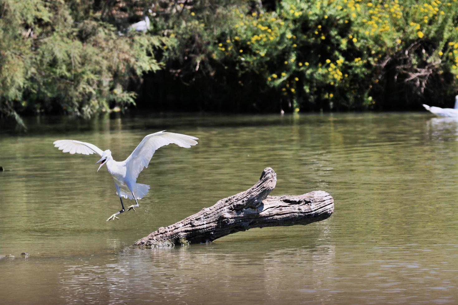 A view of a White Ibis photo