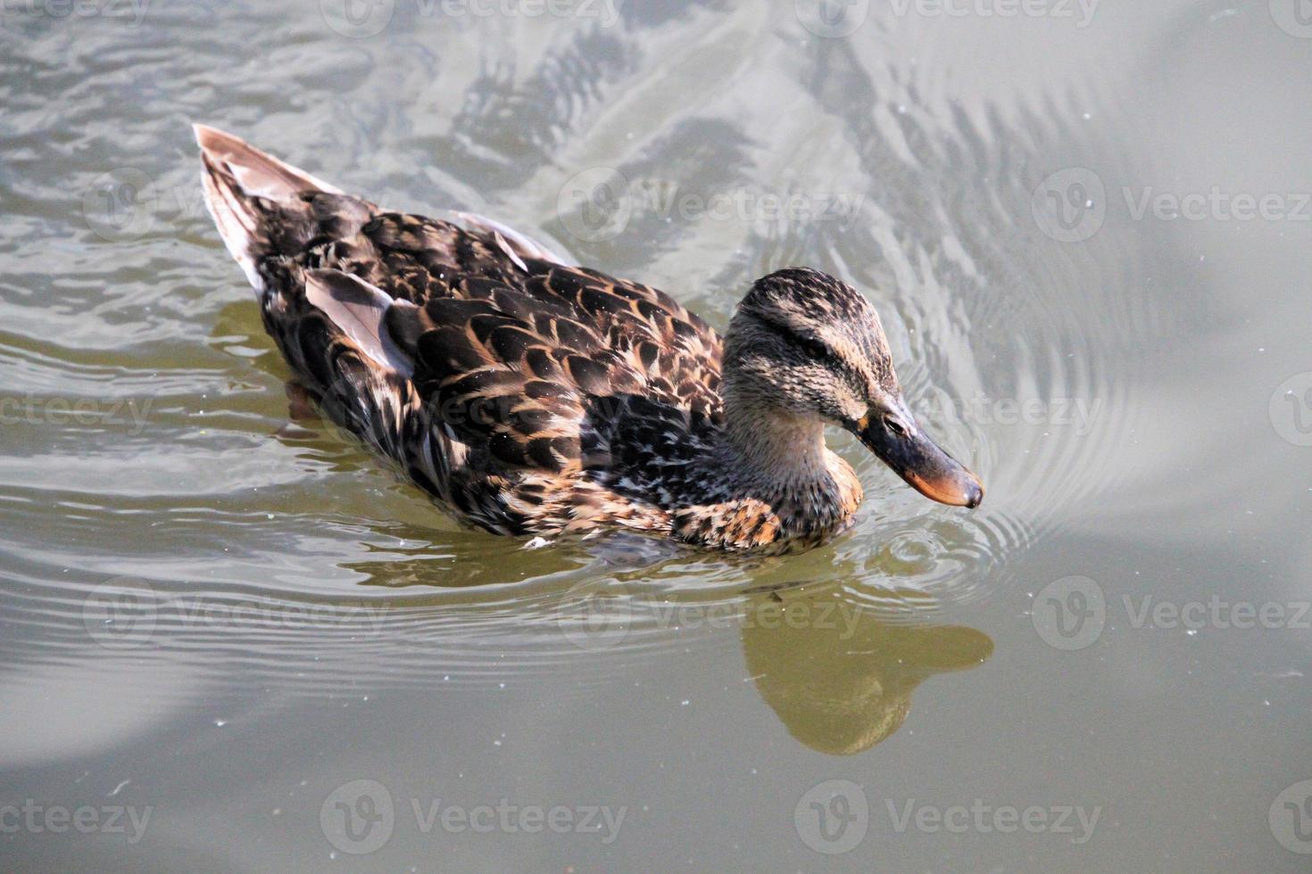 un primer plano de un pato real foto