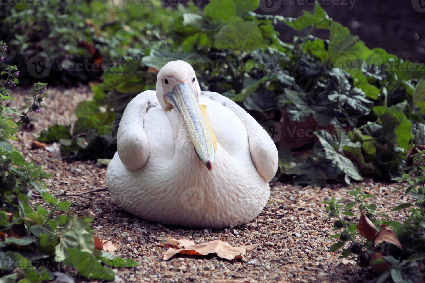 A view of a Pelican in London photo