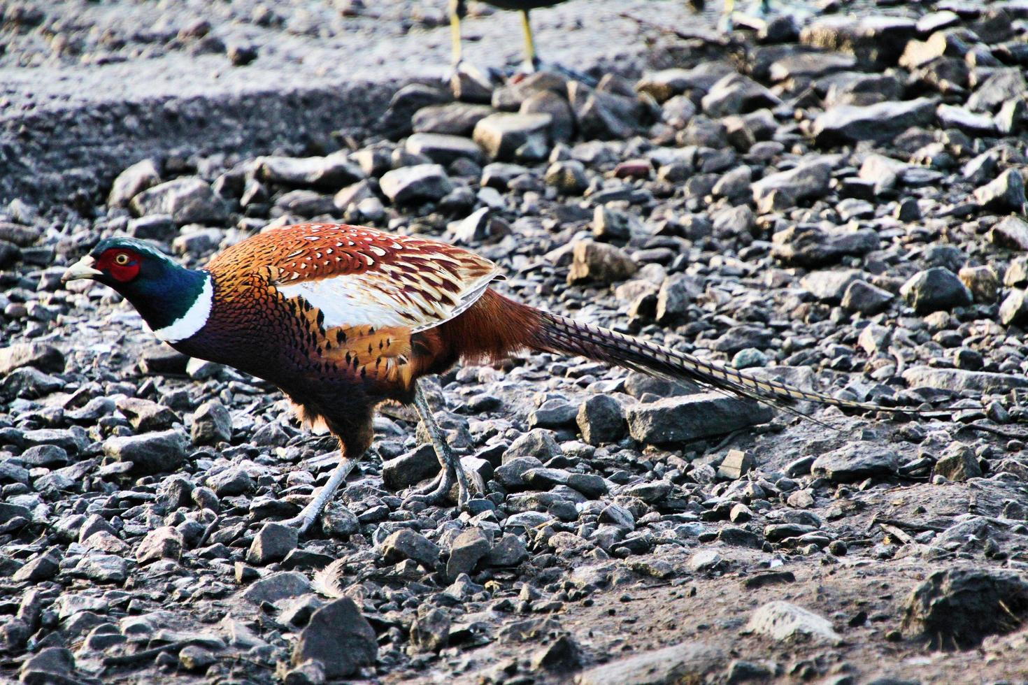 A close up of a Pheasant photo