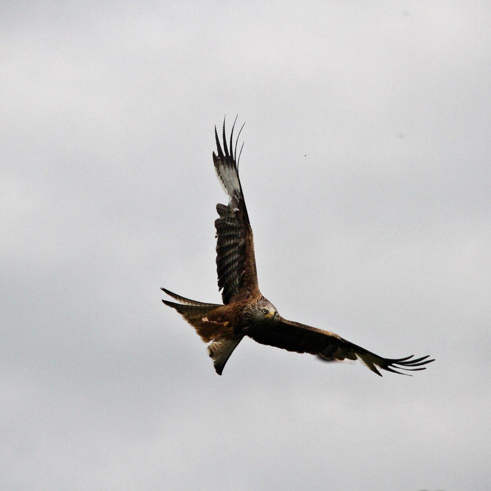 A close up of a Red Kite photo